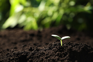Young seedling growing in soil outdoors, closeup. Space for text