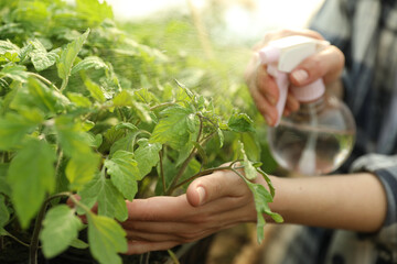 Woman spraying tomato seedlings with water in greenhouse, closeup