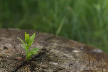 Young green seedling growing out of tree stump outdoors, closeup. New life concept
