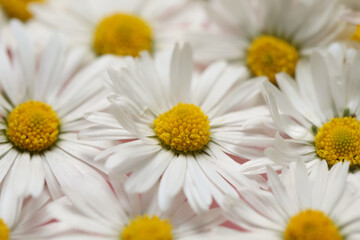 Obraz premium Closeup of many beautiful daisy flowers as background