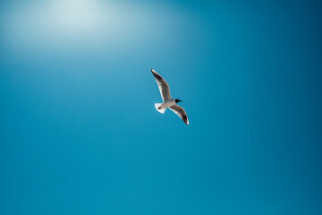 A seagull soars under the sun against a clear blue sky.