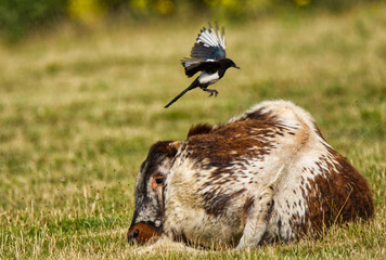 English Longhorn Cattle
