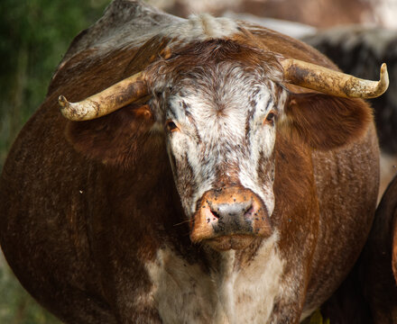 English Longhorn Cattle
