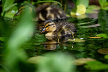 Anas platyrhynchos - Stockentenk&uuml;cken auf einem kleinen Teich