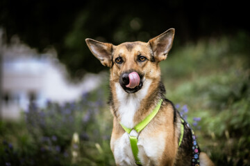 portrait of dog