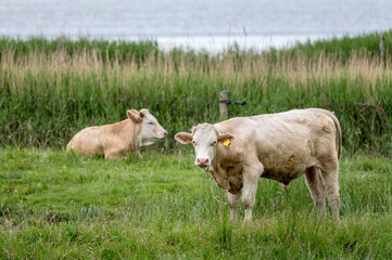 cows at Oresund green shore, near Niva, Denmark