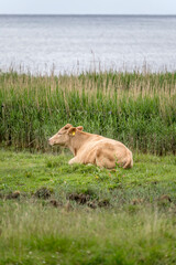 Naklejka na ściany i meble cow on grass at Oresund green shore, near Niva, Denmark