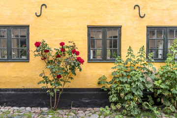 Fototapeta na wymiar red roses and Hollyock plants out of cobbled pavement at traditional house, Dragor, Denmark