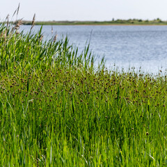 green lush vegetation on shore of Koge bay, near Solrod, Denmark