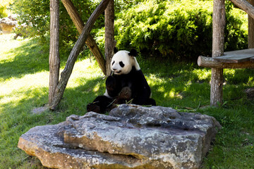 Panda eating bamboo in a zoo