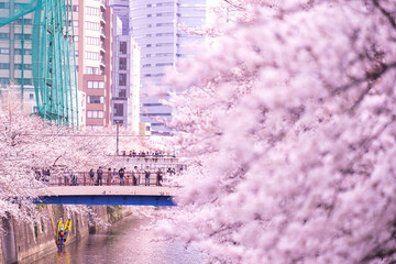 Japanese bridge above Meguro river where there are a crowd of people with beautiful pink Cherry blossoms sakura in full bloom