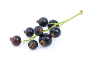 Branch of black currant on a white background, macro.
