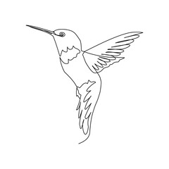 hummingbird in flight