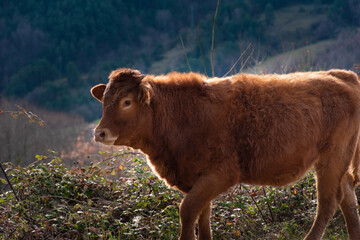 Cow on her way