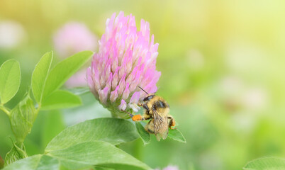 Close-up bumblebee collects nectar on a clover flower on the green background.Copy space.
