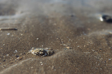 small crab in the wet sand on the seashore close-up.splash for the background with a place for an inscription