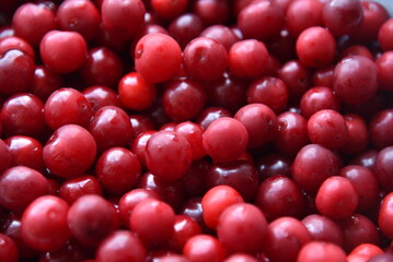 Large red ripe cherry close-up. Background of cherry berries.