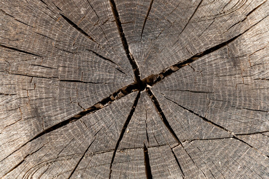 Textura de um tronco de madeira de pinho com algumas rachaduras sobre a superf&iacute;cie
