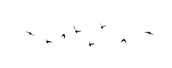 A flock of flying birds. Free birds. Vector illustration