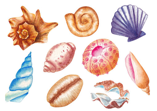 Watercolor seashells illustration, various seashells isolated on white background