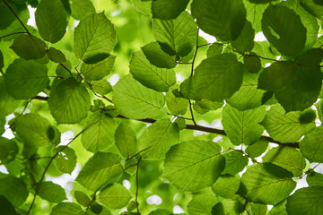 Fototapeta na wymiar Green foliage of trees close-up. Natural background.