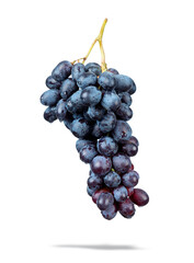 Branch of dark blue grapes with water drops, isolated on white background. File contains a path to isolation.