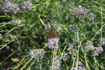 Meadow brown (maniola jurtina) butterfly perched on lavender in Zurich, Switzerland