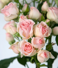 Spray delicate pink roses with buds - 521406691
