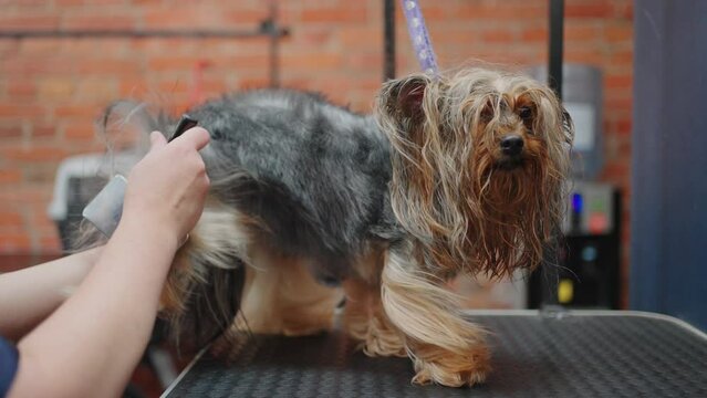 beautiful yorkshire terrier in grooming salon, groomer is drying and combing long hair of cute dog