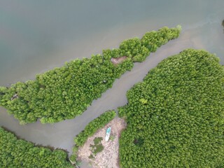 the river in the countryside mangrove