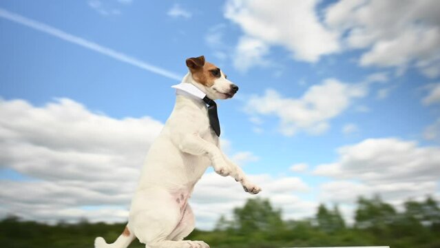 Video 360 degrees. The camera pans around a Jack Russell Terrier dog wearing a tie outdoors.
