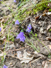 Carpathian harebell