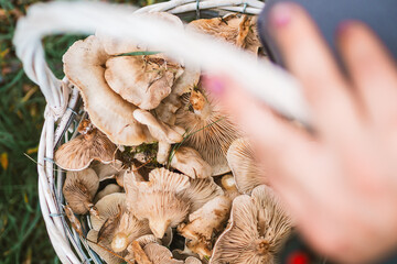 Wicker basket full of freshly harvested autumn mushrooms