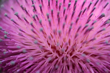 Thistle close up. Beautiful purple thistle flower.
