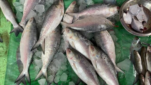 The Ilish also known as the Ilisha, hilsa, is a species of fish related to the herring, in the Clupeidae family.