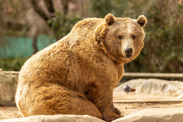 Obraz premium Brown bear on rocks at the zoo Concept of conservation of wildlife in captivity