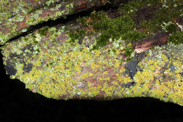 Closeup shot of tree bark covered in moss