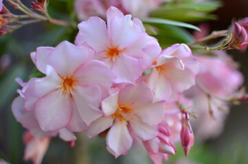 pink blooming oleander plant growing in the pot