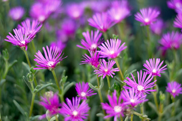 ice plant in pink blossom close up