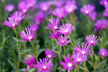 Obraz premium ice plant in pink blossom close up