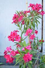 pink blooming oleander plant growing in the pot