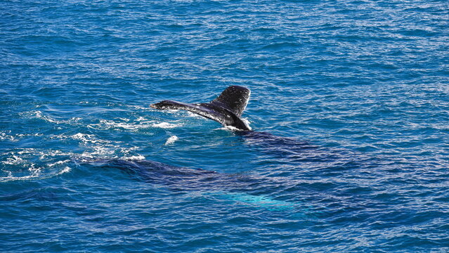 Southern humpback whales-Megaptera novaeangliae australis in Moreton Bay. Brisbane-Australia-122