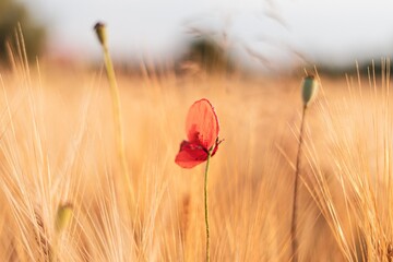 red poppy head flower with golden wheat field in  the background