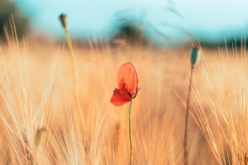 red poppy head flower with golden wheat field in  the background