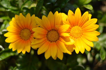 blooming treasure flowers, gazanias, in the garden close up
