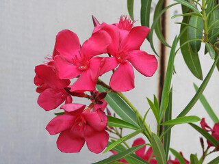 pink blooming oleander plant growing in the pot