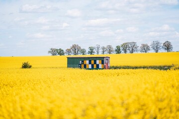 colorful beehives in the rapeseed field in spring
