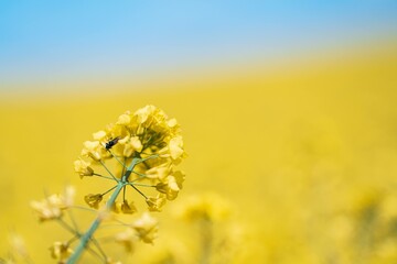 Rapeseed flowers with blurry background