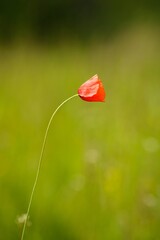 red poppy flower with blurred out bokeh background