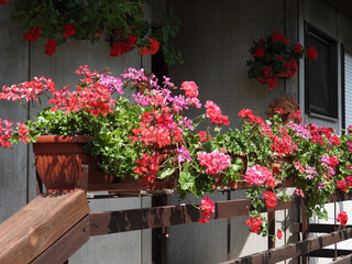 blooming geraniums on the balcony